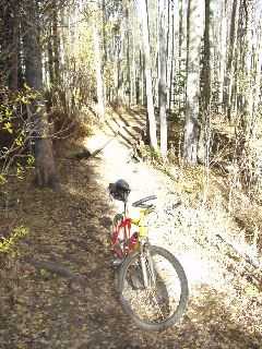 much of the trail was carpeted
