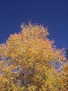 Aspen pretty -- gold leaves shimmer