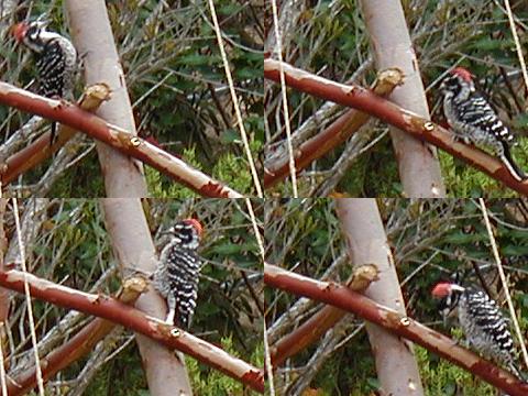 woodpecker