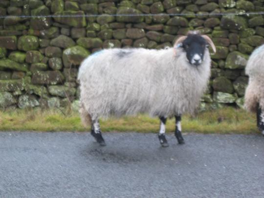 Black Face Sheep