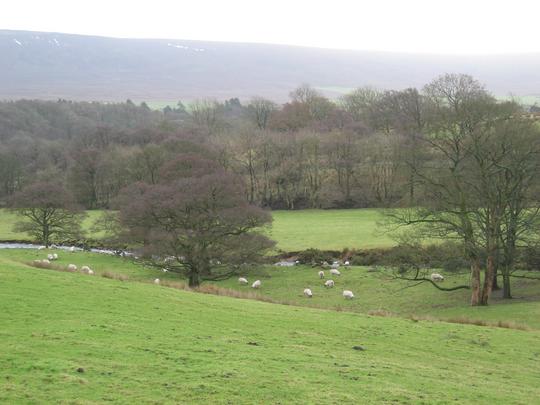 Sheep and Stream