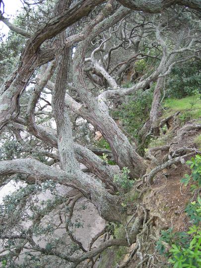 St Heliers Trees