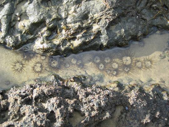 Ahipara Tide Pool