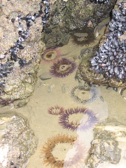 Ahipara Tide Pool Rainbow of Anemones