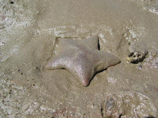 Starfish Everywhere