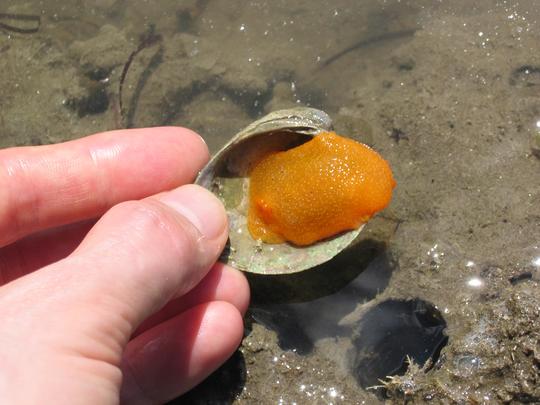 Mostly Dead Orange Nudibranch, Auckland, New Zealand