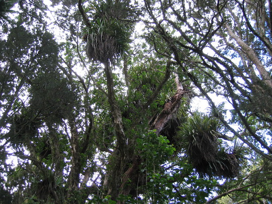 Tree orchids in Kerikeri