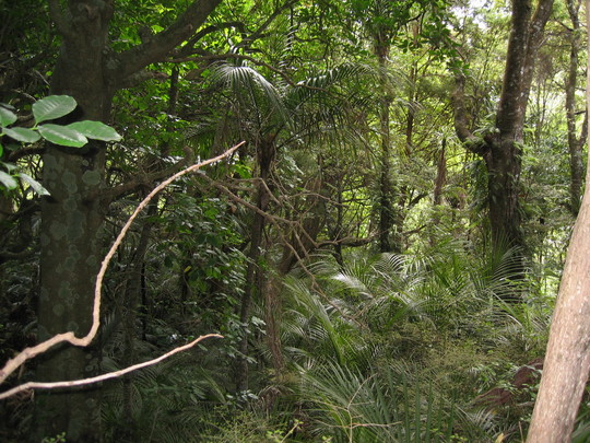 Tree House Trail View