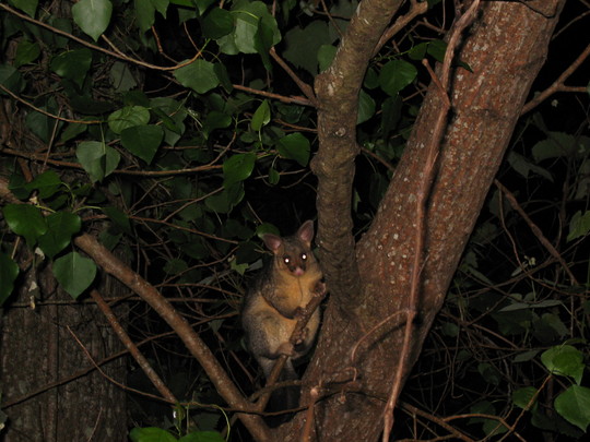 New Zealand Possum