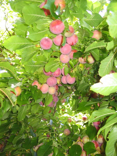 New Zealand Plums