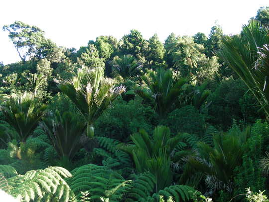 Te Nikau, Punakaiki, New Zealand