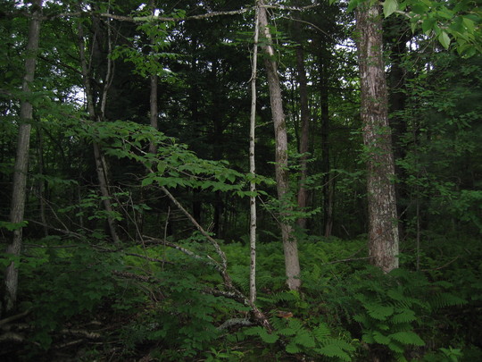 Hanover Forest, New Hampshire