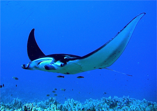 Manta Ray, Hawaii